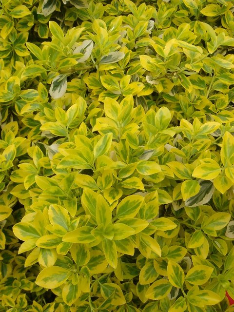 Euonymus fortunei 'Emerald'n'Gold' P1A P16 (2)